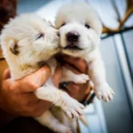direwolf-Colossal-Bioscience