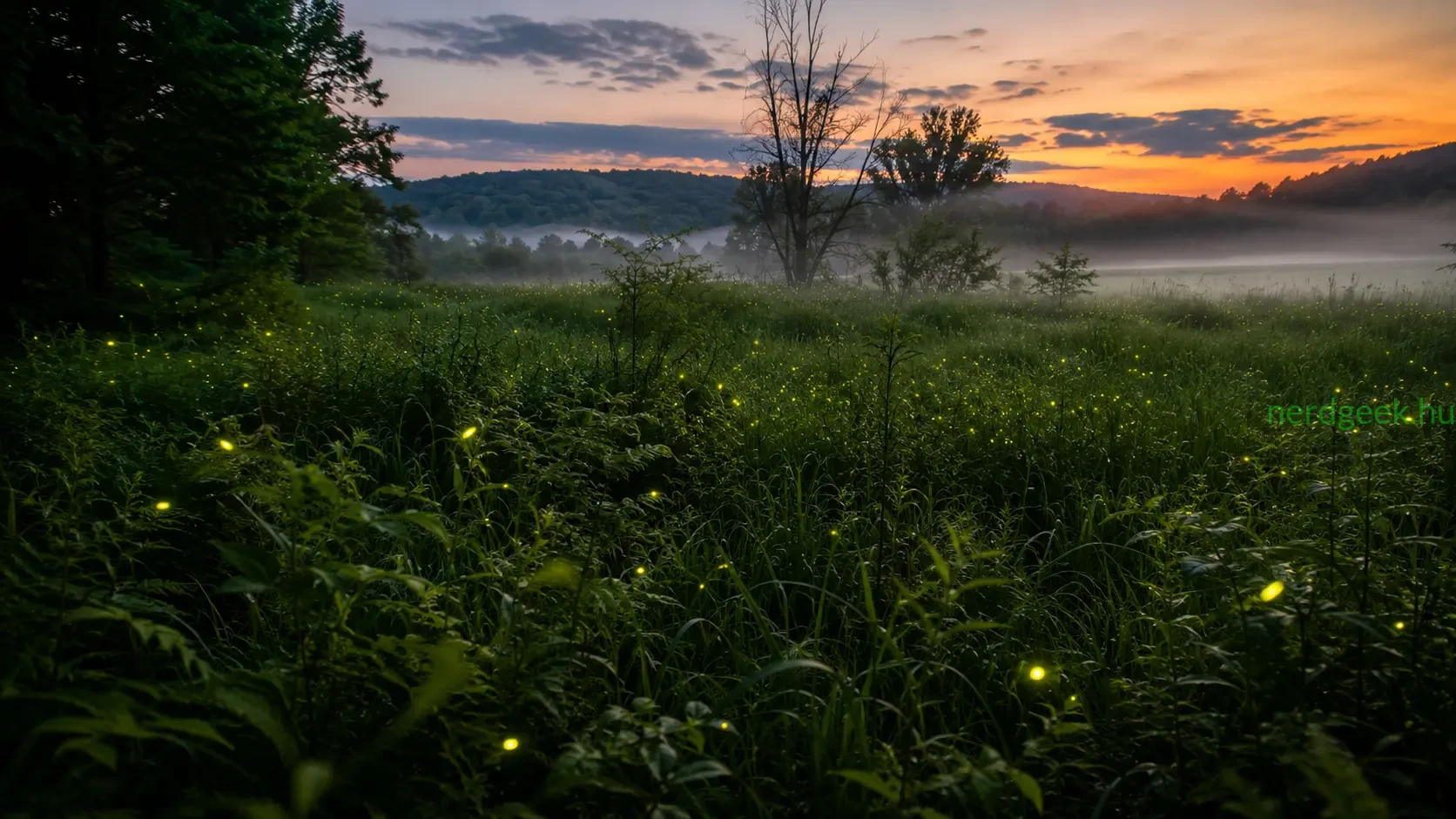 szentjanosbogarak